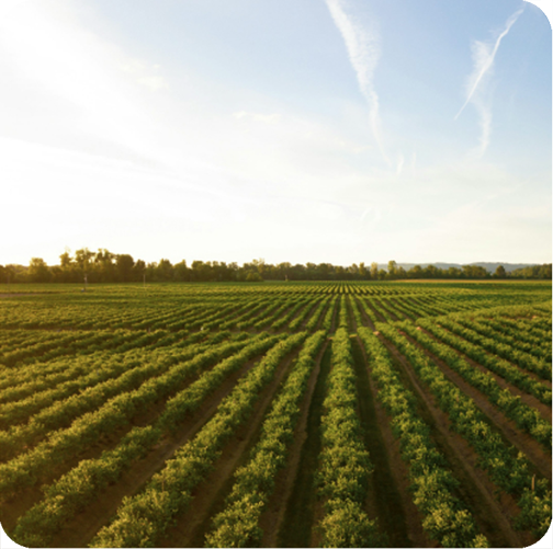 SOURCING YOU CAN TRUST